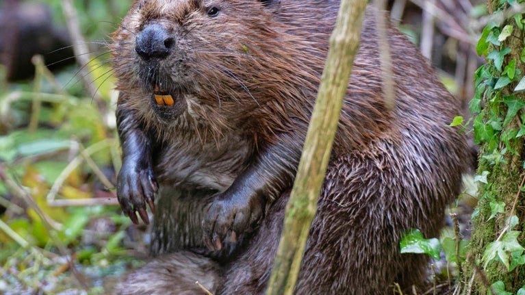 A beaver sitting upright next to water inside an enclosure